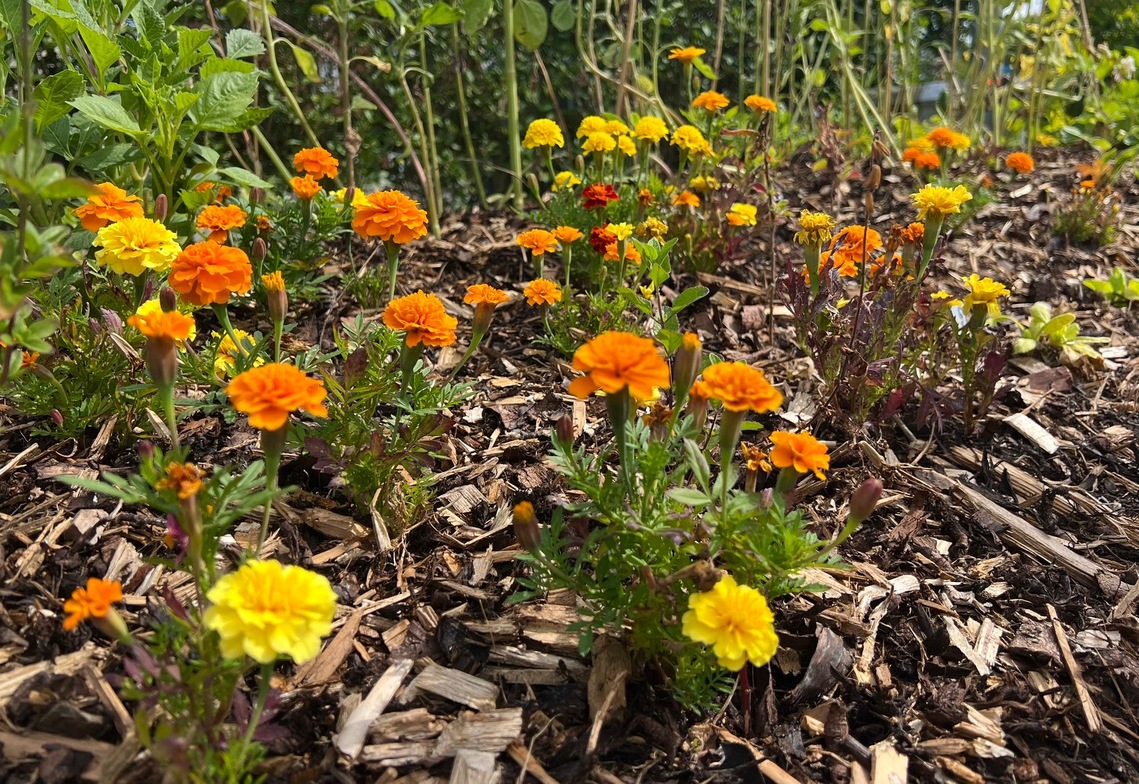 Community Garden 